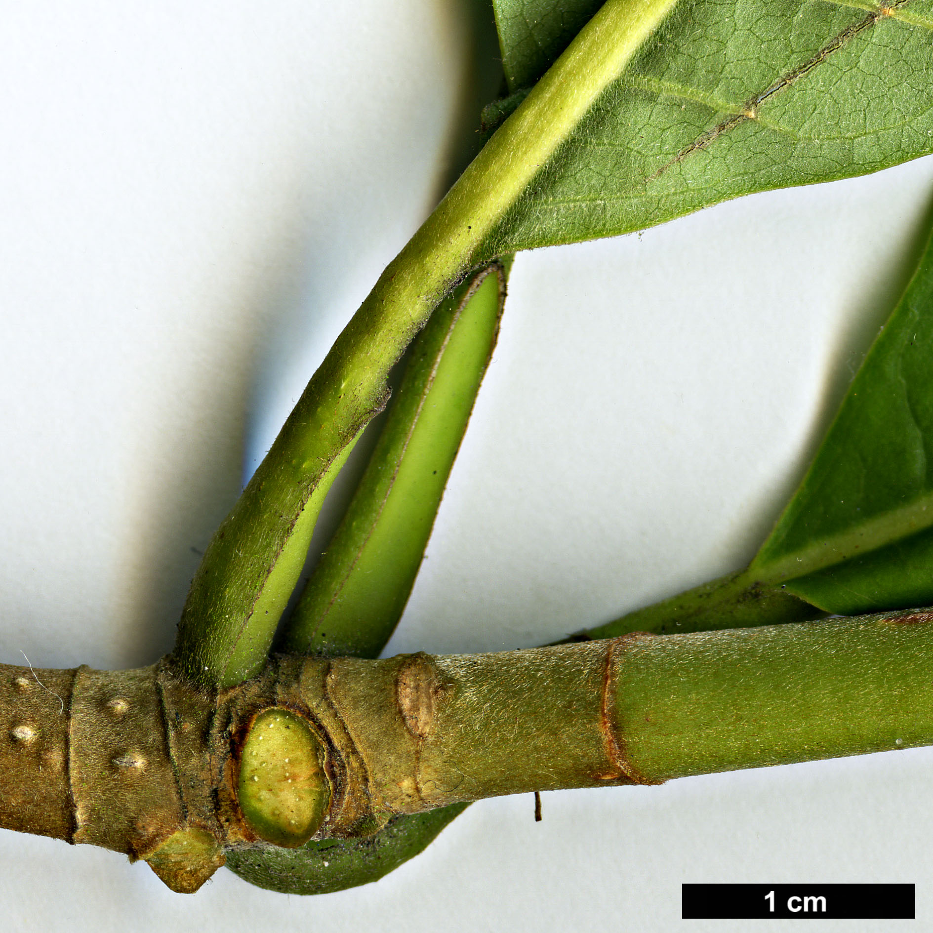 High resolution image: Family: Magnoliaceae - Genus: Magnolia - Taxon: officinalis - SpeciesSub: var. biloba